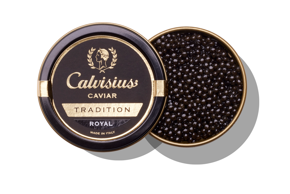 Calvisius Tradition Royal | Calvisius